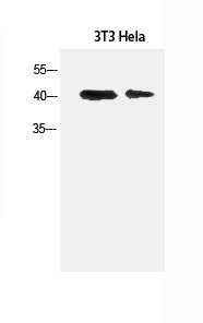 Western Blot analysis of 3T3, Hela cells using α-SMA Polyclonal Antibody at dilution of 1:1500.