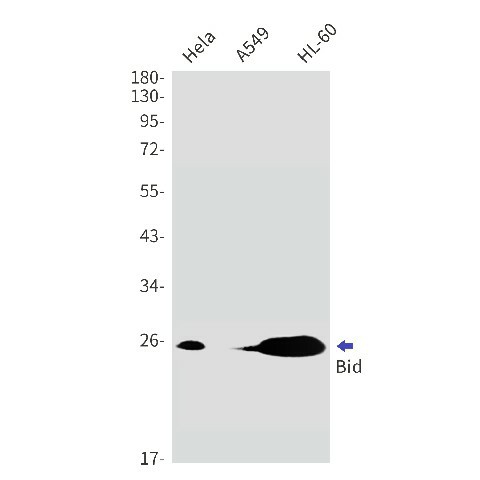 Western blot detection of Bid in Hela,A549,HL-60 using Bid Rabbit mAb(1:1000 diluted)