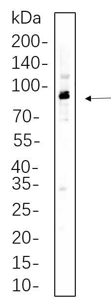 Recombinant Phospho-p90RSK (Ser380) Monoclonal Antibody-searchlist-1