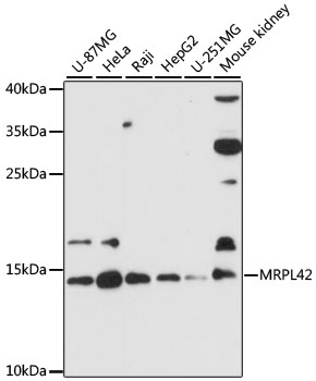 Western blot analysis of extracts of various cell lines using MRPL42 Polyclonal Antibody at 1:3000 dilution.