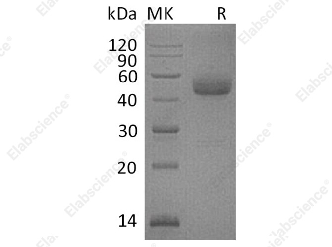 Recombinant Human ICOS/AILIM Protein (Fc Tag) - 1