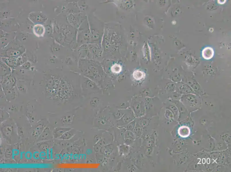 SCC-4 Cell Complete Medium - 5