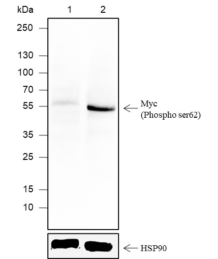Recombinant Phospho-c-Myc (Ser62) Monoclonal Antibody-searchlist-1