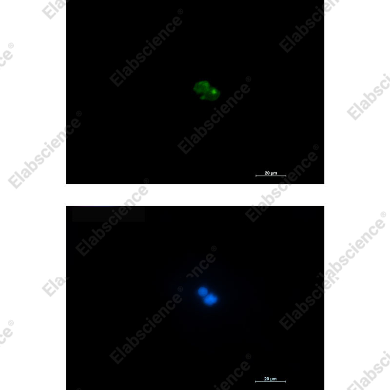 Recombinant CD7 Monoclonal Antibody - 3