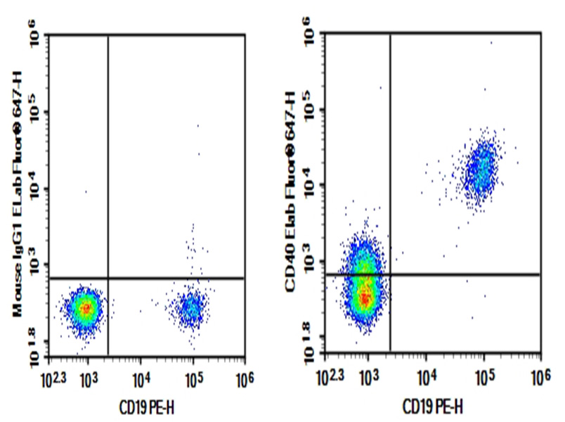 AF/LE Purified Anti-Human CD40 Antibody[G28.5]-1