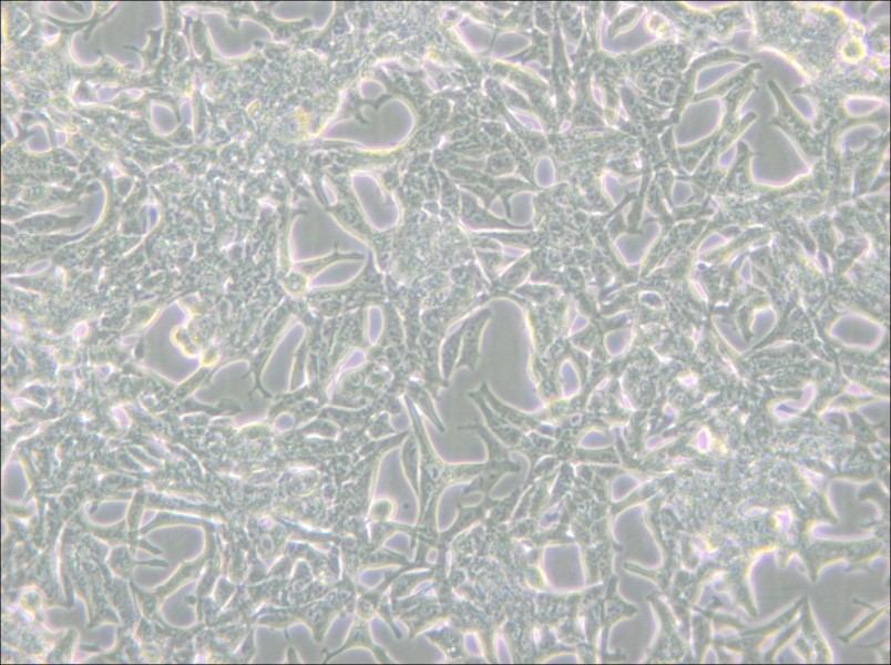 LNCaP clone FGC Cell Complete Medium - 4