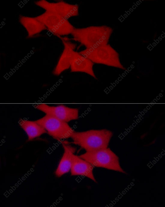 SIRT2 Polyclonal Antibody - 2
