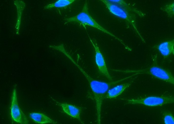 BMP-4 Monoclonal Antibody - small - 2