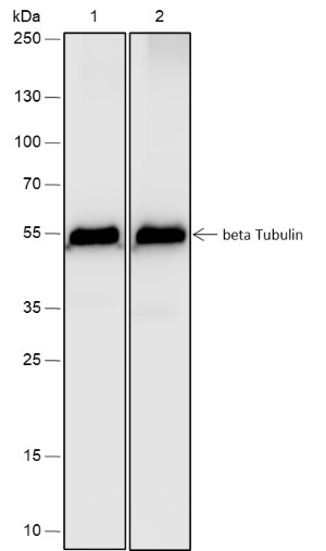 Recombinant beta Tubulin Monoclonal Antibody - 2