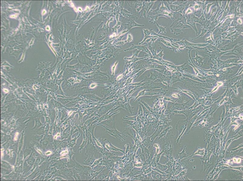 TtT/GF Cell Complete Medium - 2