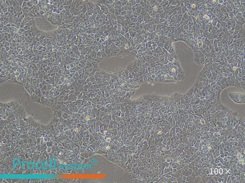 A-431 Cell Complete Medium - 1