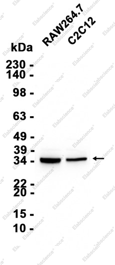 Recombinant RACK1 Monoclonal Antibody - 2