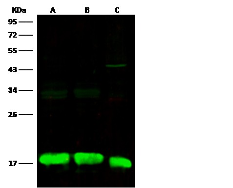 Histone H3 Monoclonal Antibody - small - 3