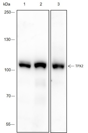 Recombinant TPX2 Monoclonal Antibody - small - 6