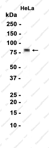 Recombinant KHSRP Monoclonal Antibody - 1