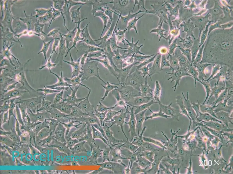 B16-F0 Cell Complete Medium - small - 4