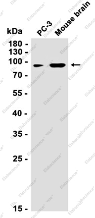 Recombinant Epsin 1 Monoclonal Antibody - 2