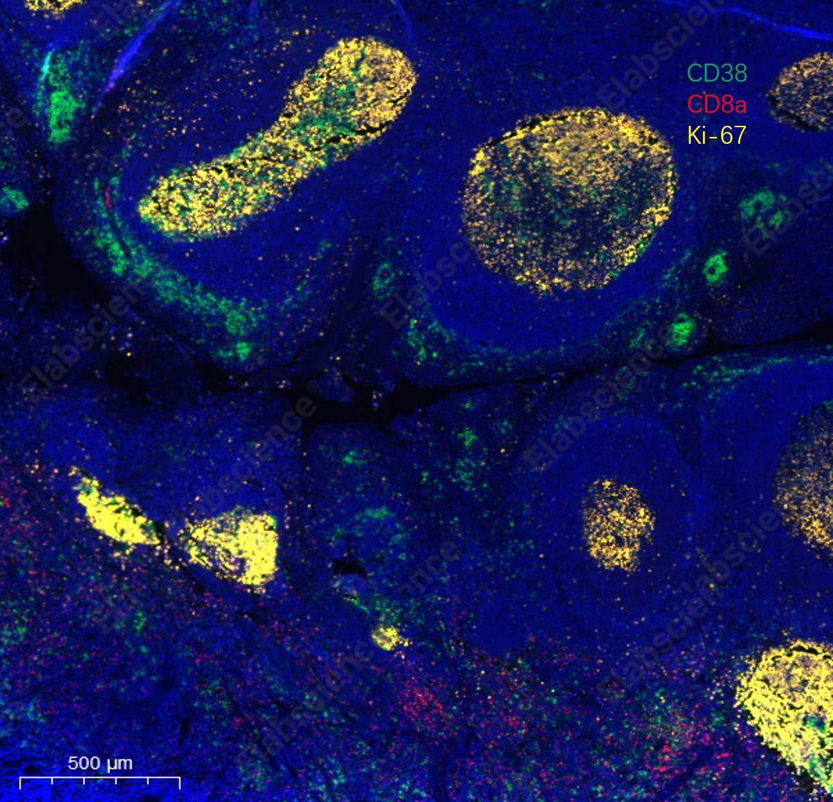 Recombinant CD8a/Lyt2 Monoclonal Antibody - 3