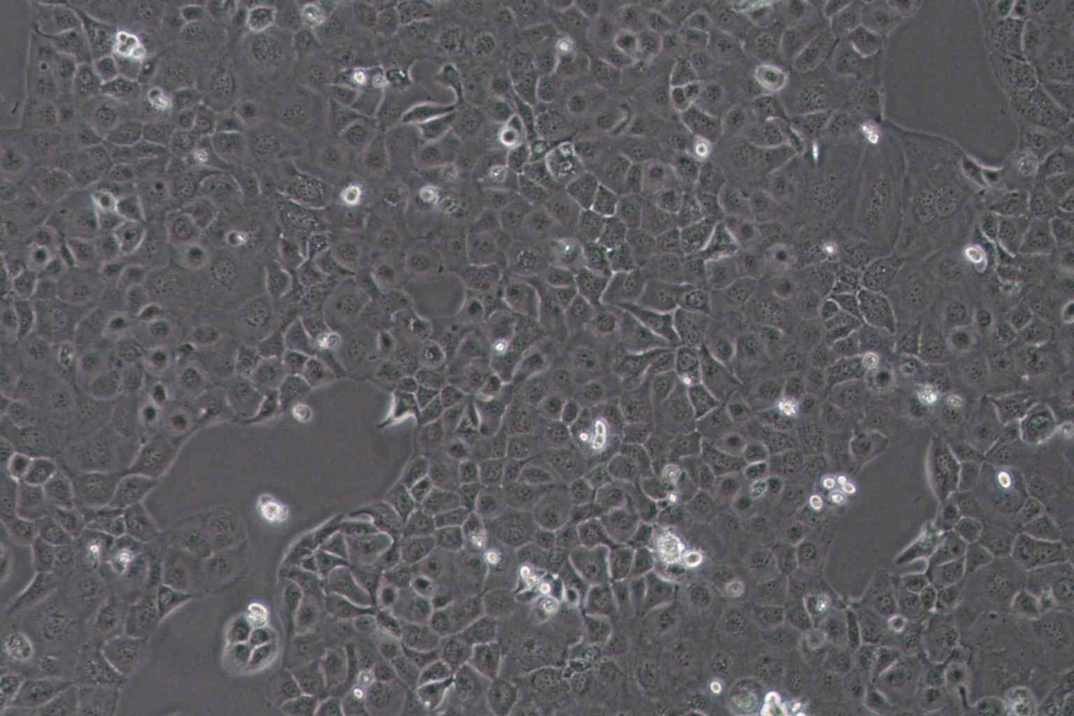 SF763 Cell Complete Medium-searchlist-1