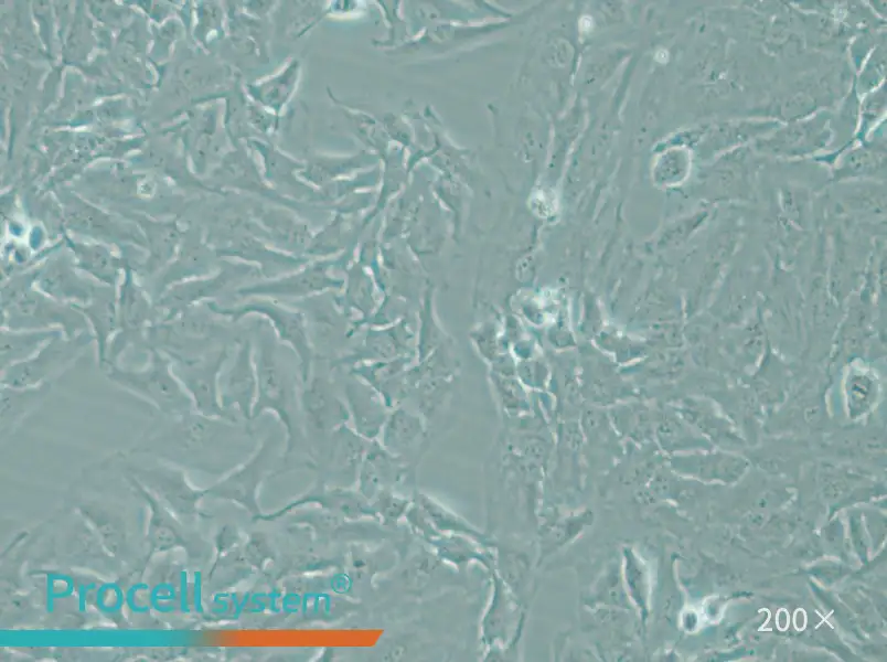 Hela Cell Complete Medium - small - 5