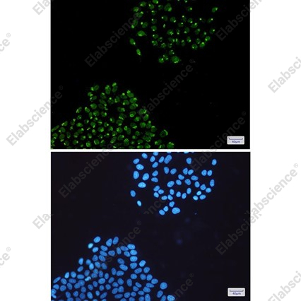Recombinant hnRNP Q Monoclonal Antibody - 4