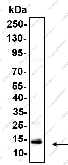 Recombinant IL-2 Monoclonal Antibody - 1