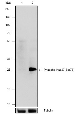 Recombinant Phospho-HSP27 (Ser78) Monoclonal Antibody-searchlist-1