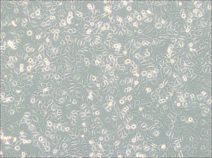 LLC-MK2 Cell Complete MediumLLC-MK2 Cell Complete Medium - 2