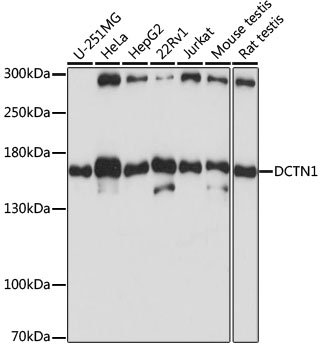 Western blot analysis of extracts of various cell lines using DCTN1 Polyclonal Antibody at 1:1000 dilution.