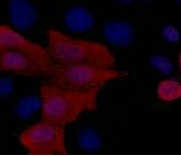 Immunofluorescence analysis of 293 cells transfected with a His tag protein tissue using His-Tag Monoclonal Antibody at dilution of 1:1000.