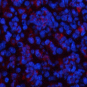 Immunofluorescence analysis of Mouse spleen tissue using CBX3 Monoclonal Antibody at dilution of 1:200.