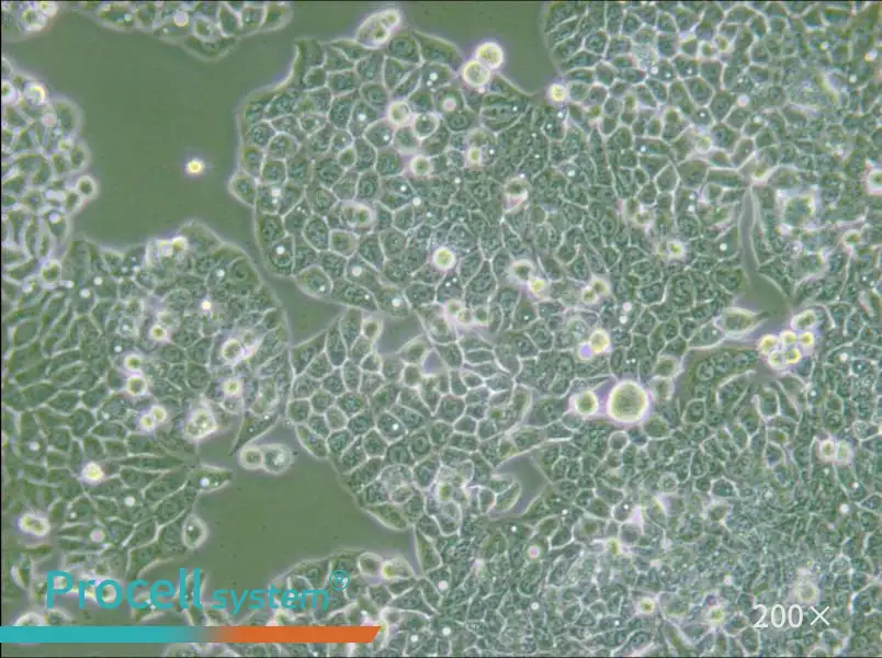 CX-1 Cell Complete Medium - 6