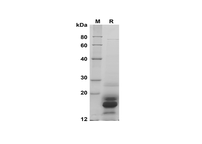 Recombinant Human CSF2 Protein-1