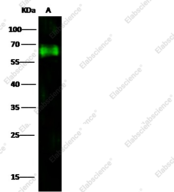 CD73/NT5E Monoclonal Antibody - 1