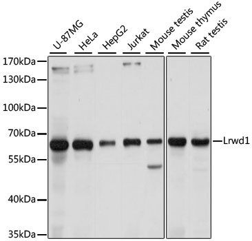 Western blot analysis of extracts of various cell lines using Lrwd1 Polyclonal Antibody at 1:1000 dilution.