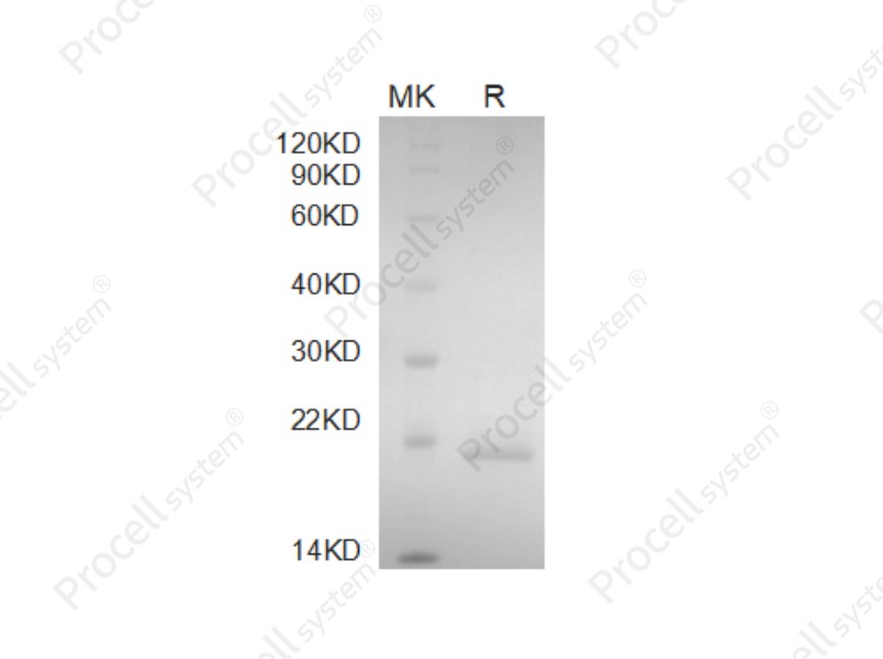 IL-33/IL-1 F11/NF-HEV, Mouse, Recombinant