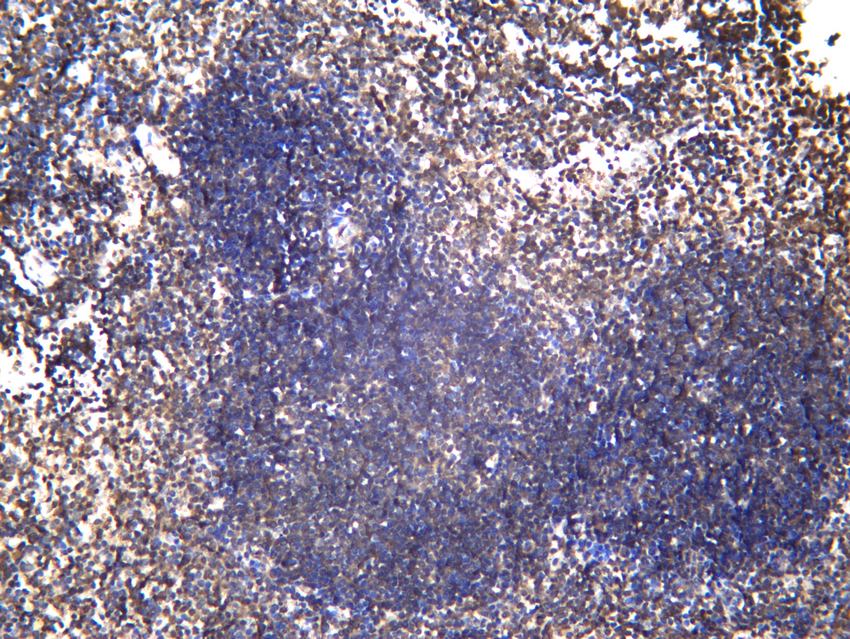 Recombinant CD272/BTLA Monoclonal Antibody - 2