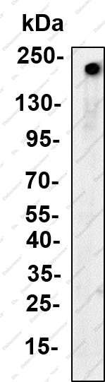 Recombinant MYH10 Monoclonal Antibody - 1