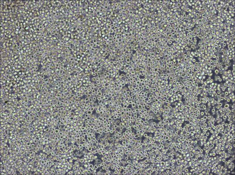 W6/32 Cell Complete Medium-searchlist-1