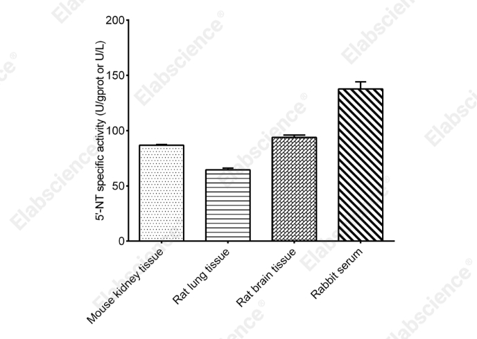 5’-Nucleotidase (5'-NT) Activity Assay Kit - 2