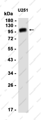 Recombinant FE65 Monoclonal Antibody - 1