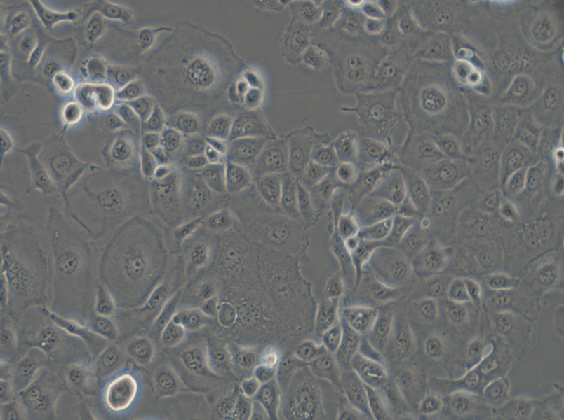 KLE Cell Complete Medium - small - 6