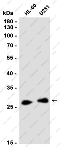 Recombinant 14-3-3 gamma Monoclonal Antibody - 2