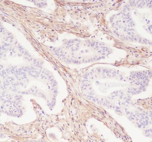 Recombinant CD90/Thy1 Monoclonal Antibody - 3