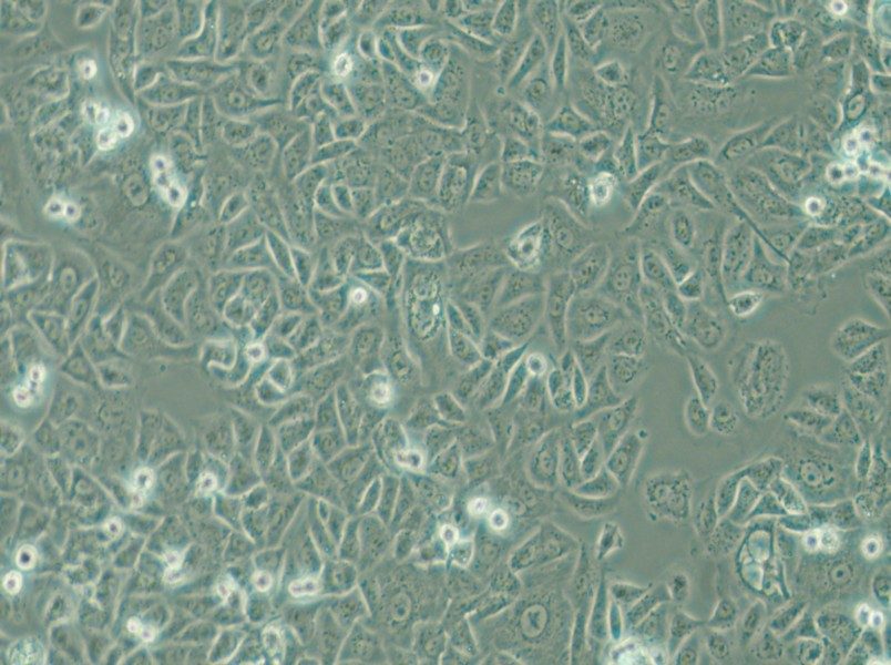 G-401 Cell Complete Medium - 5