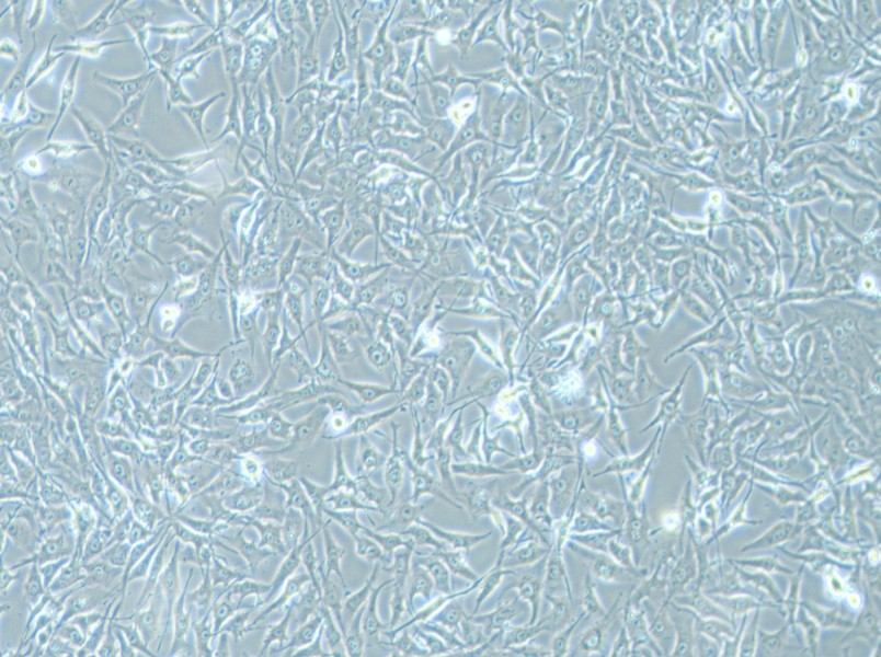MG-63 Cell Complete Medium - small - 4