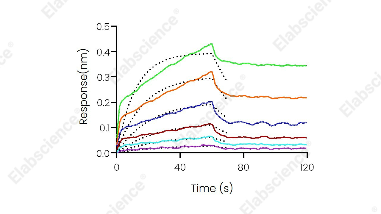 Recombinant Human CD2 Protein (His Tag) - 2