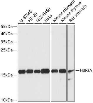 Western blot analysis of extracts of various cell lines using Histone H3. 3 Polyclonal Antibody at dilution of 1:3000.