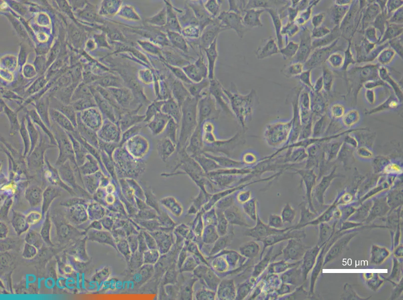 Rat Articular Chondrocyte Complete Medium - 6