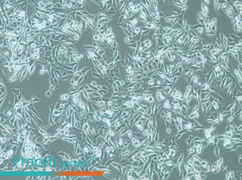SK-MEL-5 Cell Complete Medium - 3